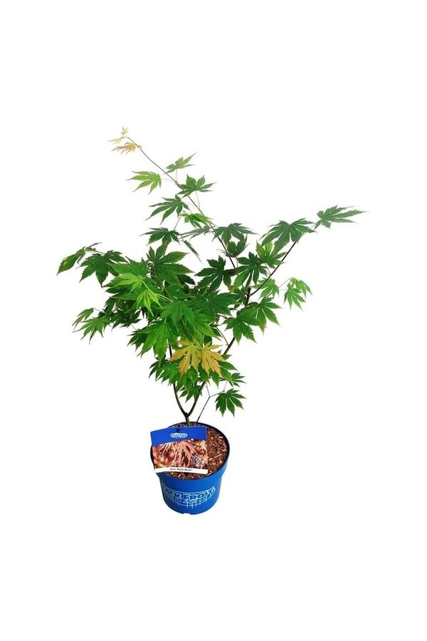 Esdoorn Acer North Wind ®