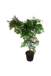 Érable Acer North Wind ®