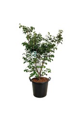 Kornoelje Cornus kousa Wietings Select