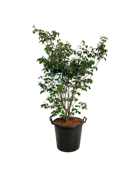 Cornus