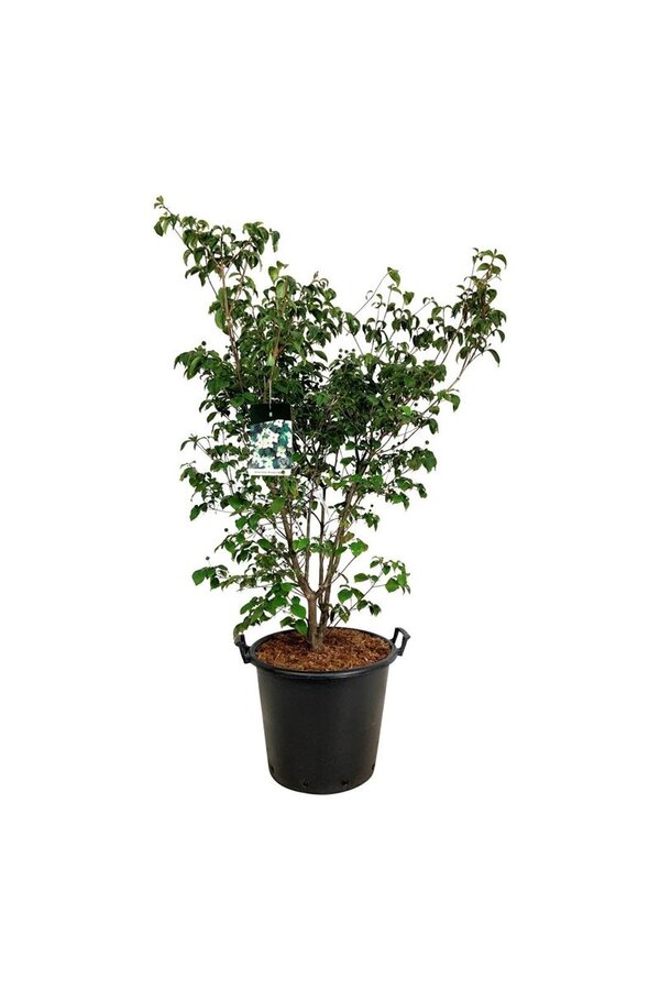 Kornoelje Cornus kousa Wietings Select