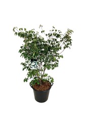 Kornoelje Cornus kousa Wietings Select