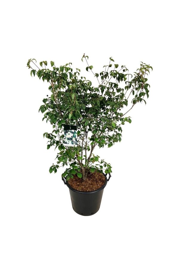 Kornoelje Cornus kousa Wietings Select