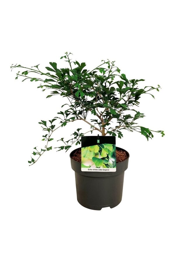 Arbre aux quarante écus Ginkgo biloba Little Emperor