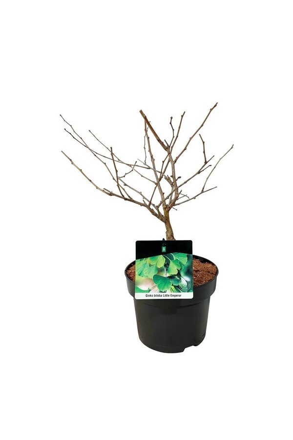 Arbre aux quarante écus Ginkgo biloba Little Emperor