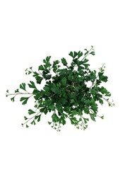 Arbre aux quarante écus Ginkgo biloba Little Emperor