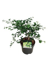 Arbre aux quarante écus Ginkgo biloba Little Emperor