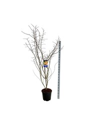 Esdoorn Acer North Wind ®