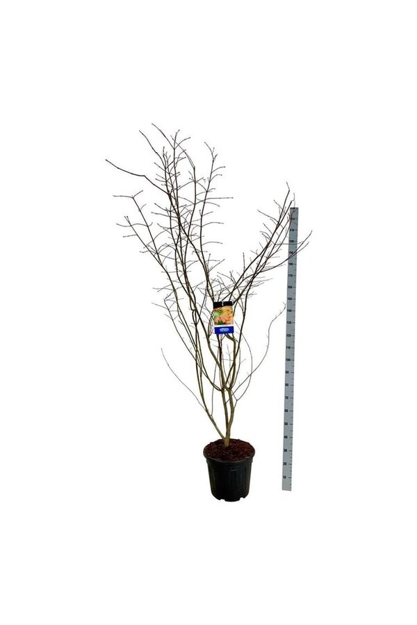 Esdoorn Acer North Wind ®