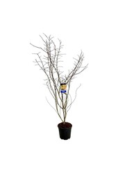 Esdoorn Acer North Wind ®