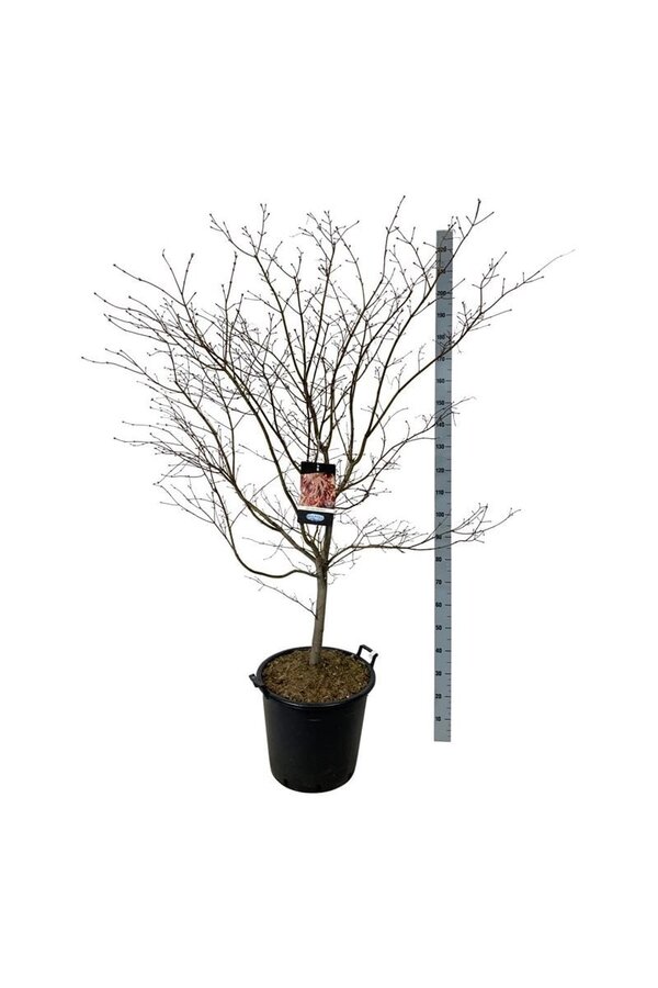 Érable Acer North Wind ®