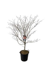 Érable Acer North Wind ®