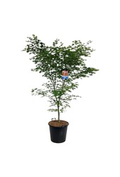 Érable Acer North Wind ®