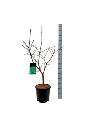 Érable Acer japonicum Aconitifolium