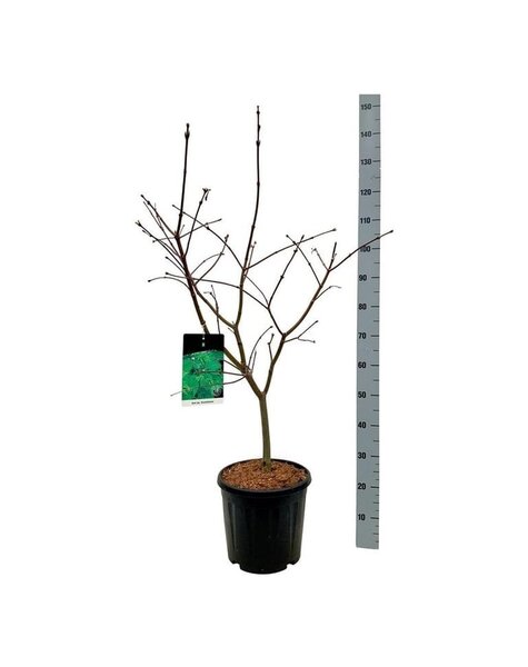 Acer