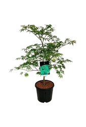 Érable Acer japonicum Aconitifolium