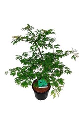 Érable Acer japonicum Aconitifolium