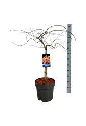 Esdoorn Acer Ice Dragon ®