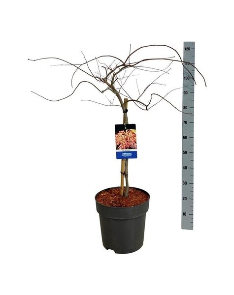 Acer