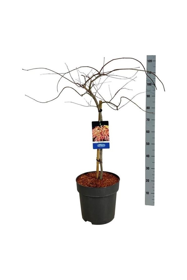 Esdoorn Acer Ice Dragon ®