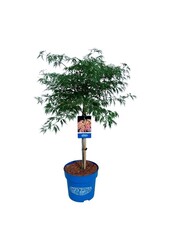 Esdoorn Acer Ice Dragon ®