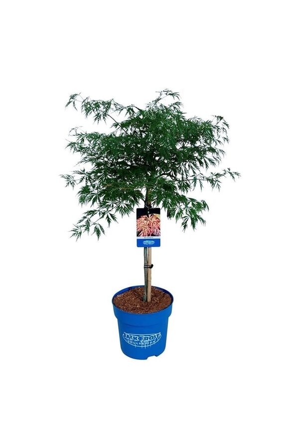 Esdoorn Acer Ice Dragon ®
