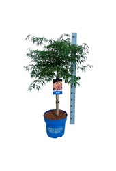 Érable Acer Ice Dragon ®