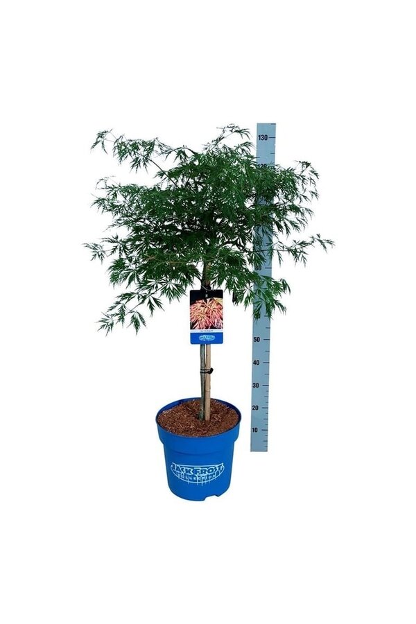 Esdoorn Acer Ice Dragon ®