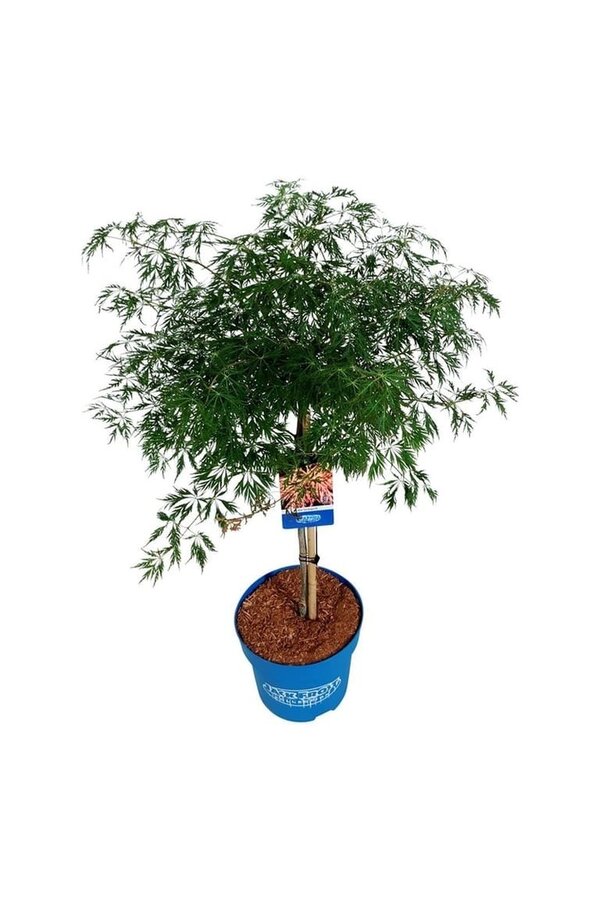 Esdoorn Acer Ice Dragon ®