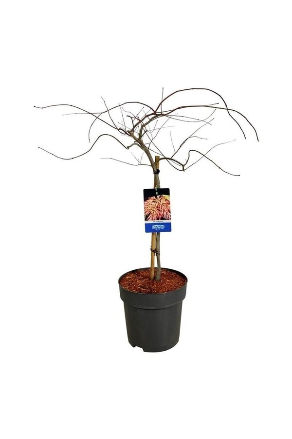 Esdoorn Acer Ice Dragon ®
