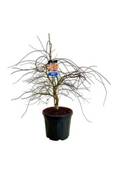 Esdoorn Acer Ice Dragon ®