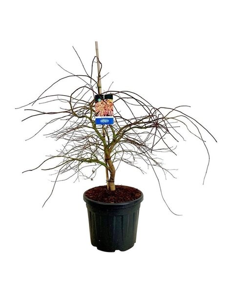 Acer