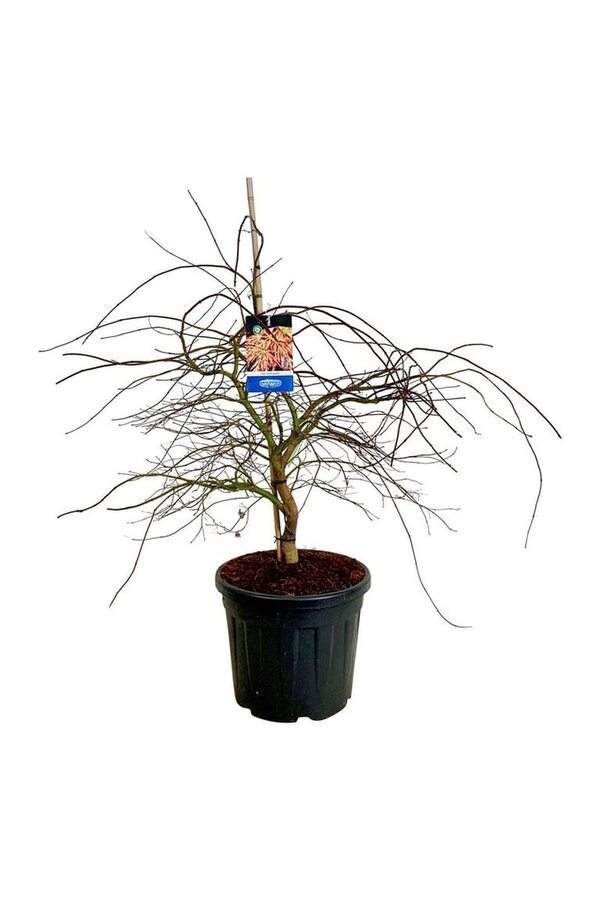 Esdoorn Acer Ice Dragon ®