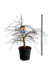 Esdoorn Acer Ice Dragon ®