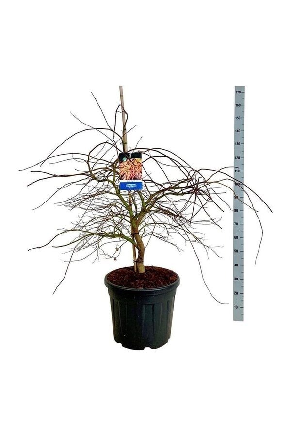 Esdoorn Acer Ice Dragon ®