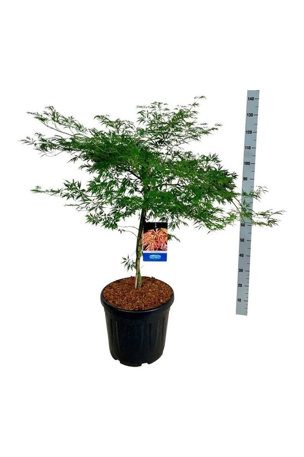 Esdoorn Acer Ice Dragon ®