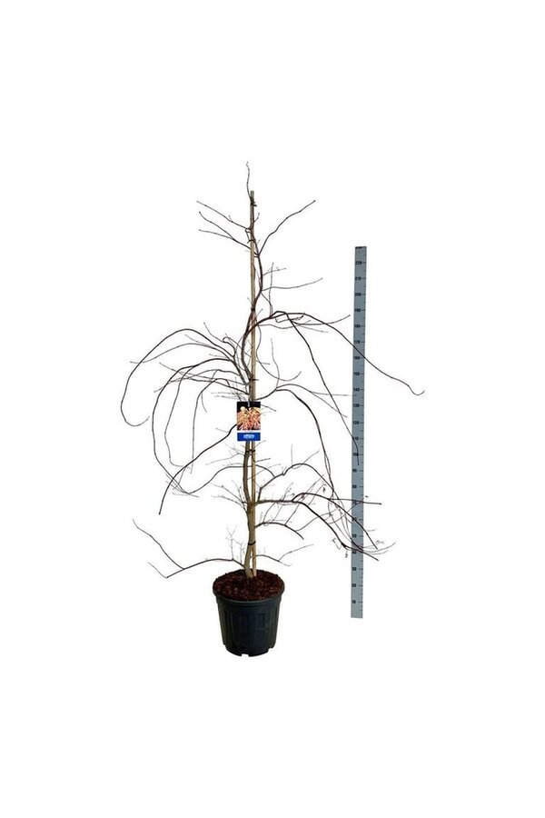 Esdoorn Acer Ice Dragon ®