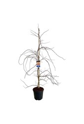 Esdoorn Acer Ice Dragon ®