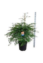 Esdoorn Acer Ice Dragon ®