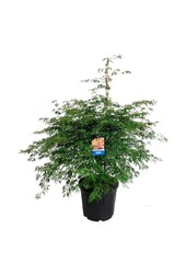 Esdoorn Acer Ice Dragon ®