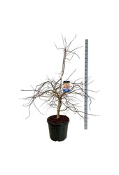 Esdoorn Acer Ice Dragon ®