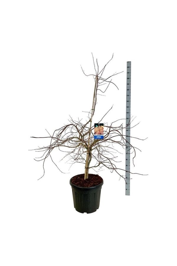 Esdoorn Acer Ice Dragon ®