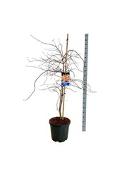 Esdoorn Acer Ice Dragon ®