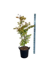 Esdoorn Acer Summer Gold