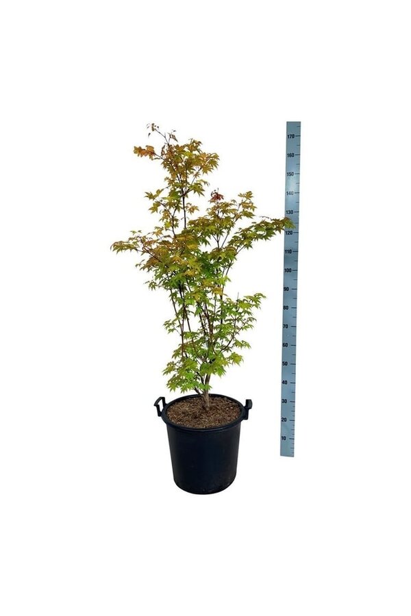 Esdoorn Acer Summer Gold