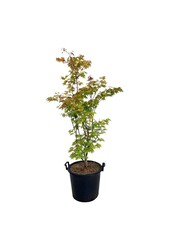 Érable Acer Summer Gold