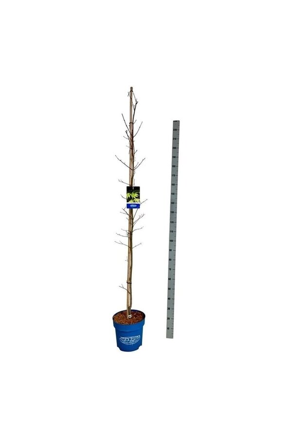 Esdoorn Acer Arctic Jade ®