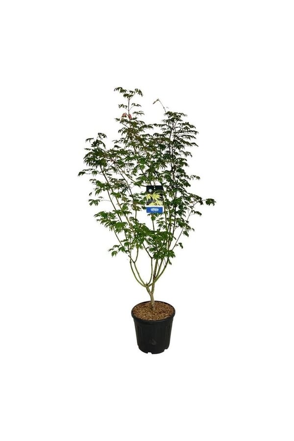 Érable Acer Arctic Jade ®