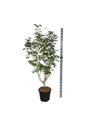 Érable Acer Arctic Jade ®