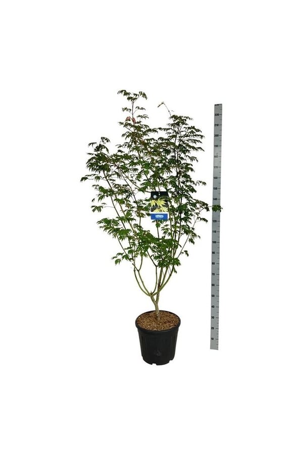 Esdoorn Acer Arctic Jade ®